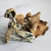 PENIS ENVY MUSHROOMS