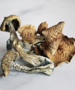 PENIS ENVY MUSHROOMS