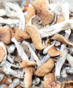 Burmese Magic Mushrooms