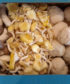 Weekend Special 2 1/2 LB WYC Box