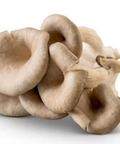 Gray Oyster Mushrooms 3 lbs.