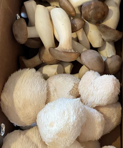 2lb box- Royal Trumpet & Lion Mane