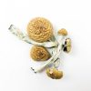 Amazonian Cubensis