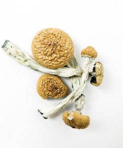 Amazonian Cubensis