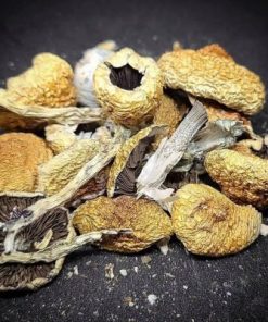 PEURTO RICAN MUSHROOMS