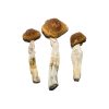 Brazilian Magic Mushrooms