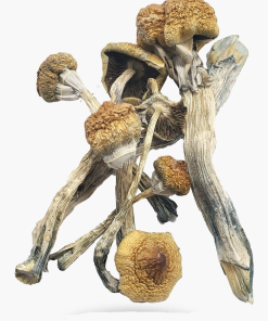 Huatla Magic Mushrooms