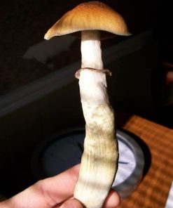 Red boy psilocybe cubensis