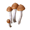 Arenal Volcano Magic Mushrooms