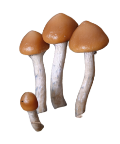 Arenal Volcano Magic Mushrooms