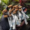 Psylocybe Fanaticus Psilocybe Cubensis
