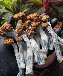 Psylocybe Fanaticus Psilocybe Cubensis
