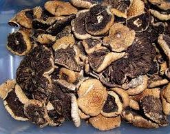 Blue Mushrooms