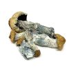 buy Albino Penis Envy Mushrooms
