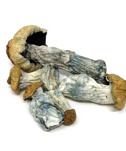 buy Albino Penis Envy Mushrooms