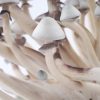 Buy Albino A+ Psilocybe Cubensis Strain Online