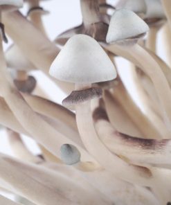 Buy Albino A+ Psilocybe Cubensis Strain Online