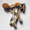 B+ Cubensis strain
