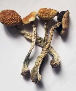 Buy B+ Cubensis spores