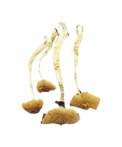 Cambodian Cubensis
