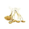 Golden Teachers Mushrooms