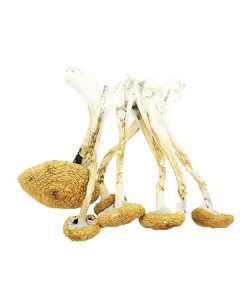 Golden Teachers Mushrooms