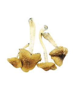 Malabar Cubensis