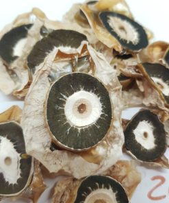 2022 dried phallus impudicus mushroom