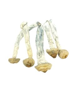 Albino Penis Envy Mushrooms