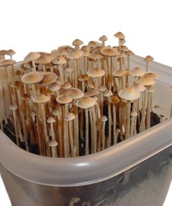 Psilocybe Tampanensis