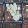Buy high-quality Peyote Cactus online at Mushroom Shacks. Explore its unique psychoactive effects and rich cultural history. Fast, discreet shipping and affordable prices!