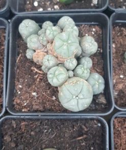 Buy high-quality Peyote Cactus online at Mushroom Shacks. Explore its unique psychoactive effects and rich cultural history. Fast, discreet shipping and affordable prices!