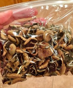 Buy Psilocybin Online | Explore the World of Psilocybin Mushrooms at MushroomShacks.com