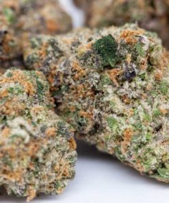 Cannabis buds of Girl Scout Cookies strain