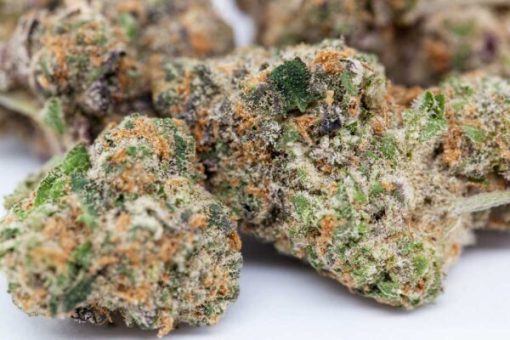 Cannabis buds of Girl Scout Cookies strain