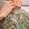 Buy AK-47 cannabis strain at affordable prices from Mushroom Shacks. Enjoy high-quality, potent buds for a balanced, uplifting experience.