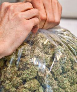 Buy AK-47 cannabis strain at affordable prices from Mushroom Shacks. Enjoy high-quality, potent buds for a balanced, uplifting experience.